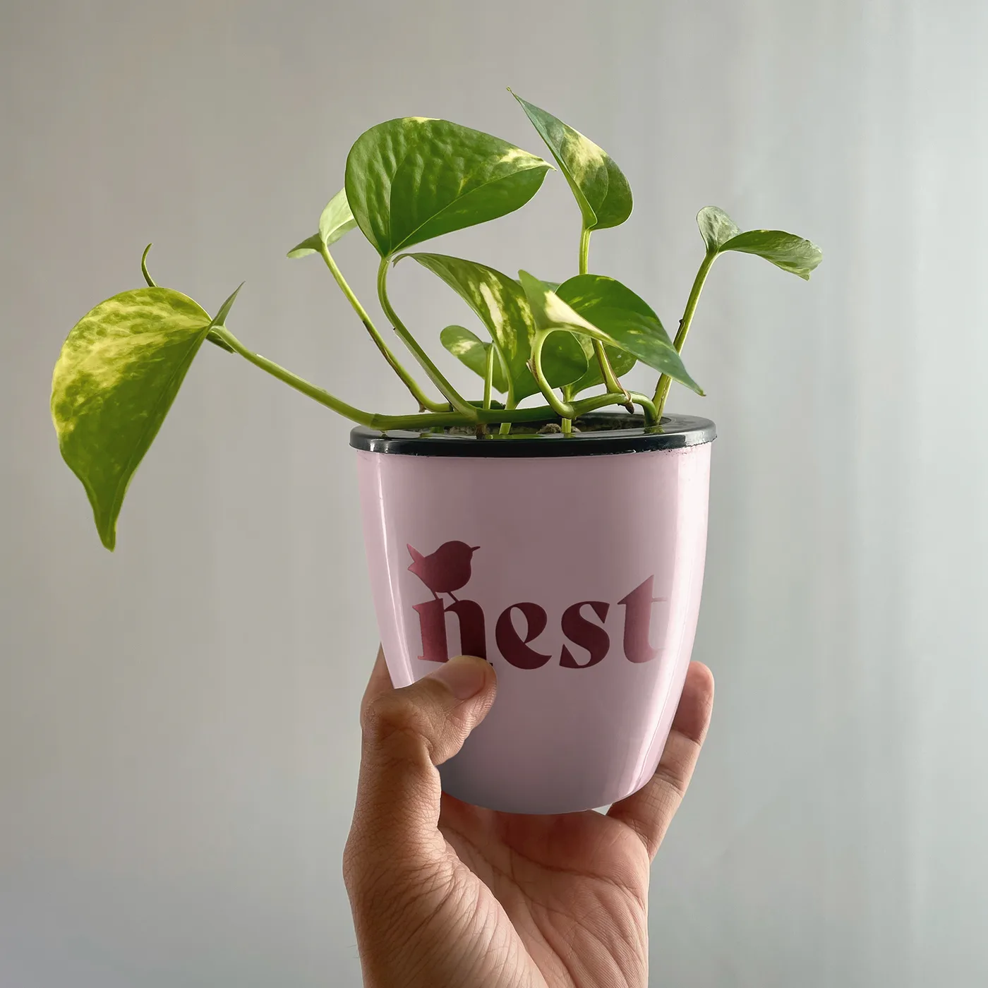 Nest-branded plant pot held aloft